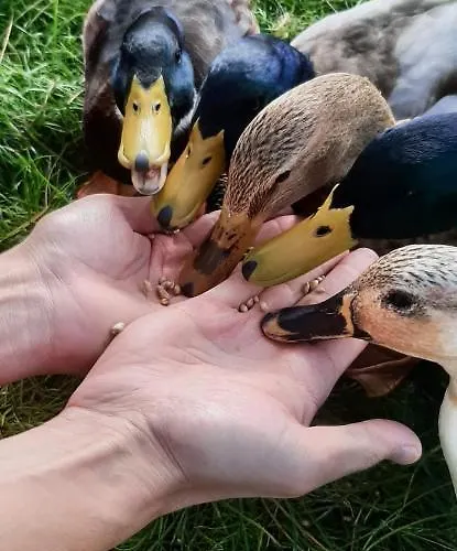 Chateau Cote De Nacre Apartment *