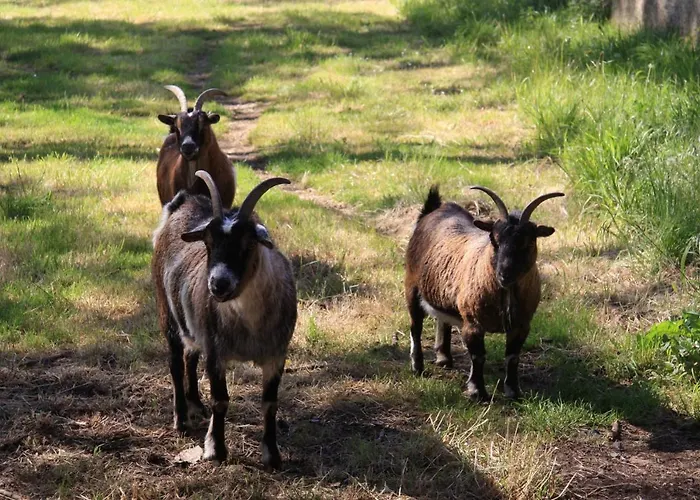 Chateau Cote De Nacre Appartement *